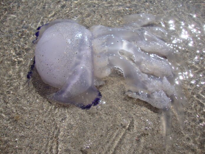 (Web Playa de Castelldefels / Ayuntamiento de Castelldefels)