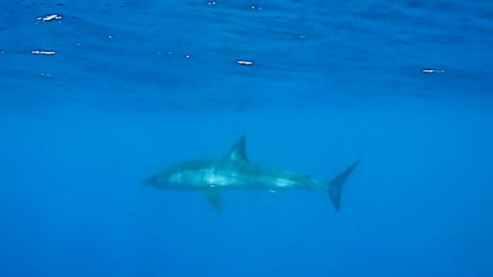 Imagen del tiburón difundida por la Asociación Cetàcea (Asociación Cetàcea)