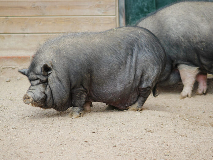 Dos ejemplares de cerdos vietnamitas (faunia.es)