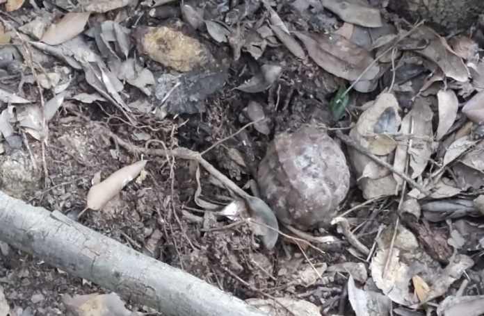 Granada encontrada en Gavà (Mossos d'Esquadra)