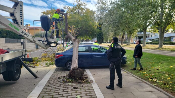 Afectaciones por el viento (Foto: Ayuntamiento de Castelldefels)