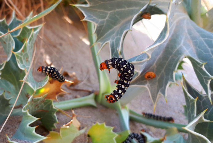 Ejemplares de oruga cebra (AMB)