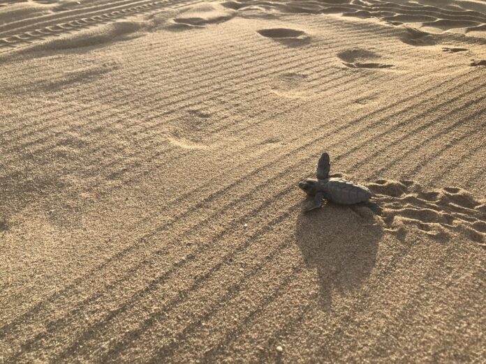 Una de las crías de tortuga nacidas en Castelldefels en 2019 (Foto: Ayuntamiento de Castelldefels)