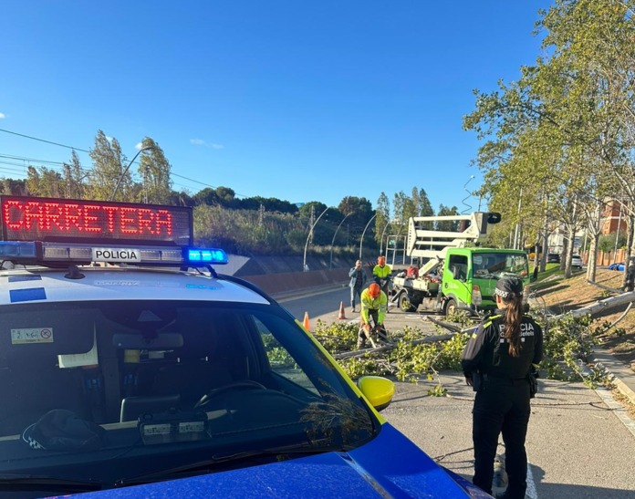 Chopo caído en la Avenida Constitución (Ayuntamiento de Castelldefels)