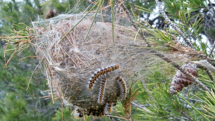 Procesionaria del pino (Ayuntamiento de Castelldefels)