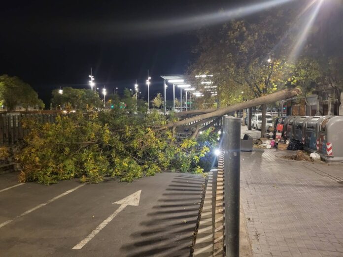 Uno de los árboles caídos en la ciudad (Policía Local)