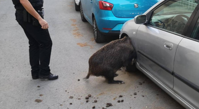 Un jabalí atrapado en un vehículo (Foto: Policía Local)