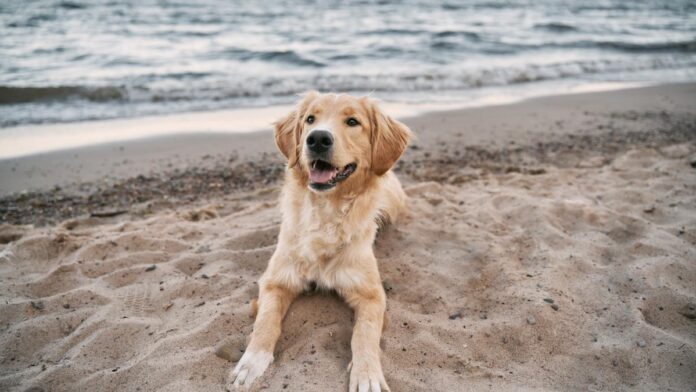Un perro en la playa (Foto: Shutterstock)