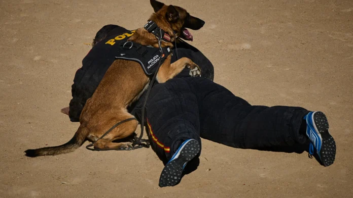 Un perro de la unidad canina de la Policía Nacional (Foto: La Razón)