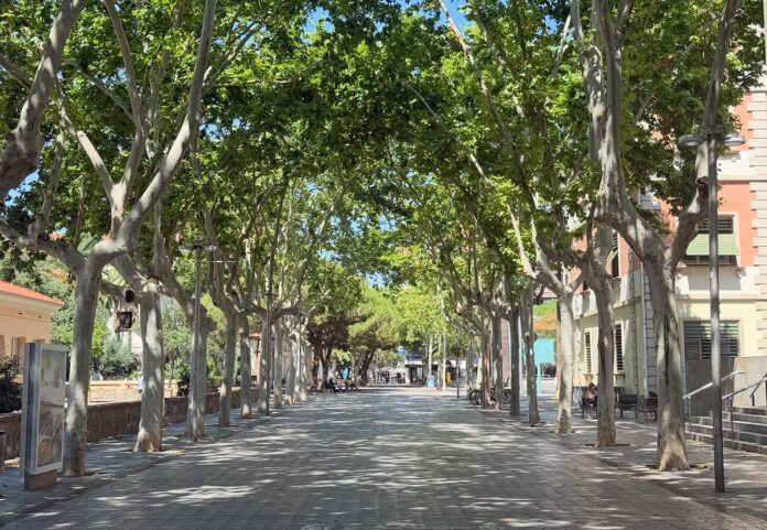 Árboles en la calle Arcadi Balaguer (Foto: Castelldefels Digital)