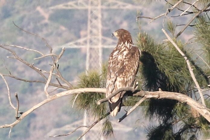 Ejemplar avistado. Foto: Jaume Campderròs.
