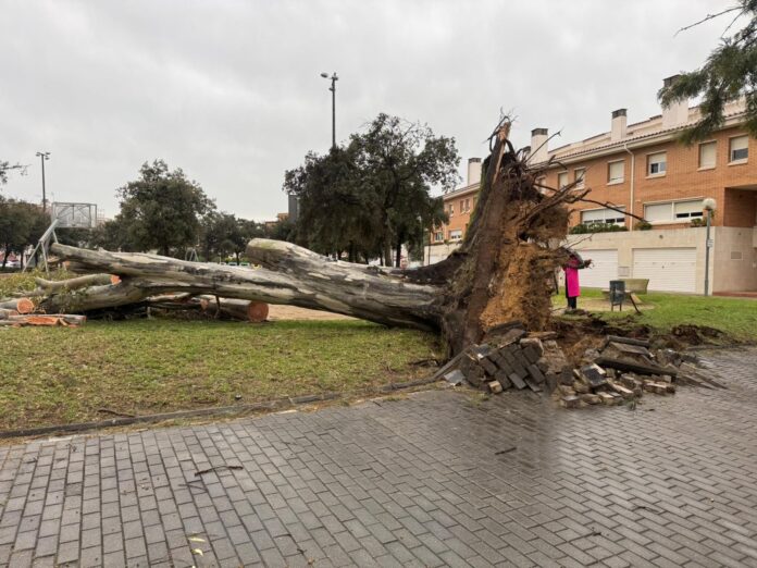 Árbol caído en Can Bou. Foto: Ayto. de Castelldefels.